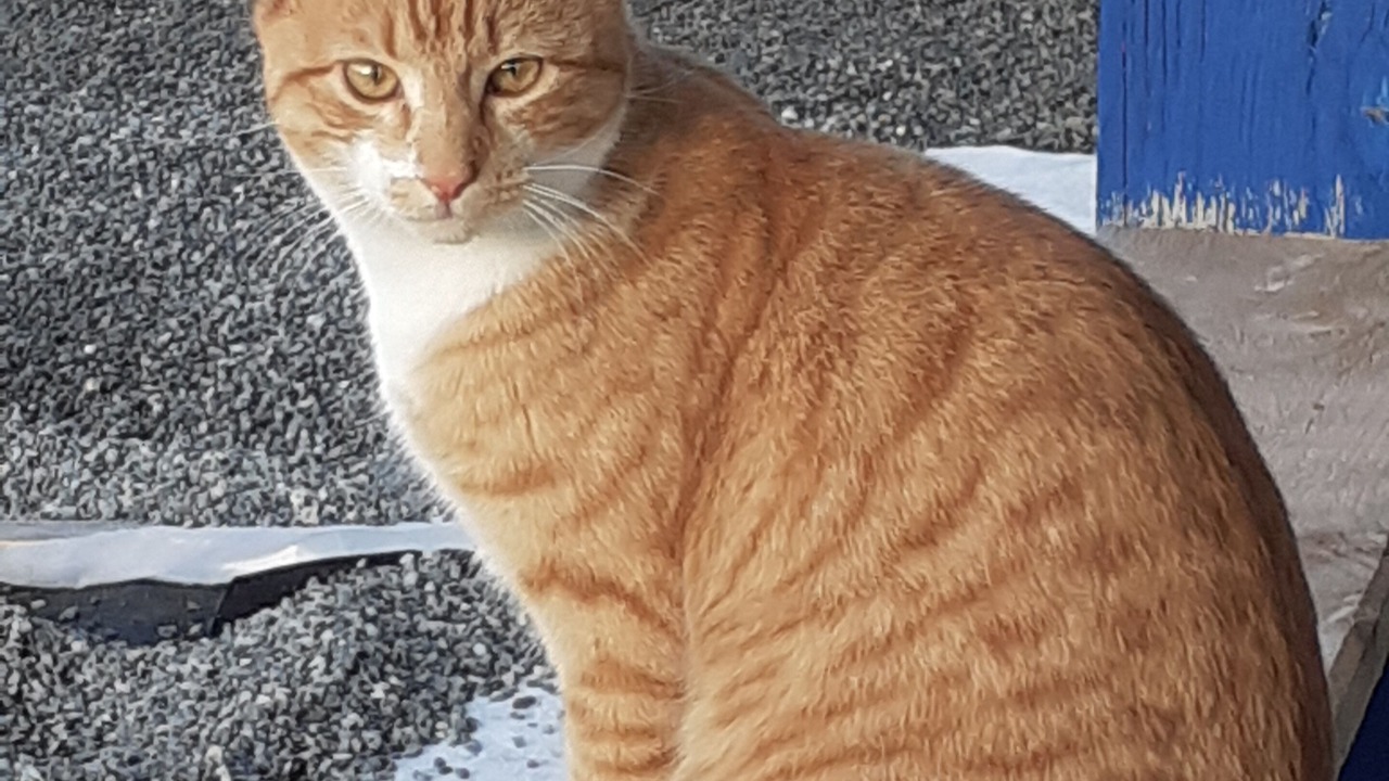 Photo of Others in Saint-Pere-en-Retz