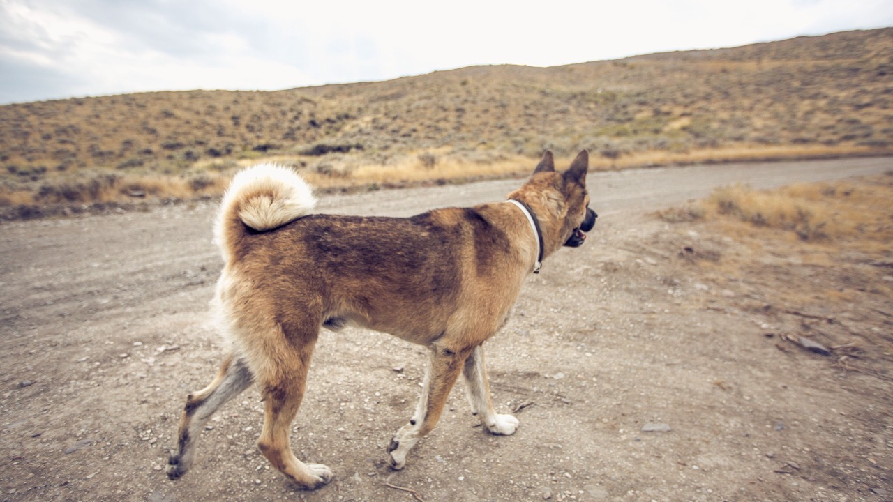 Photo of Others in Cody