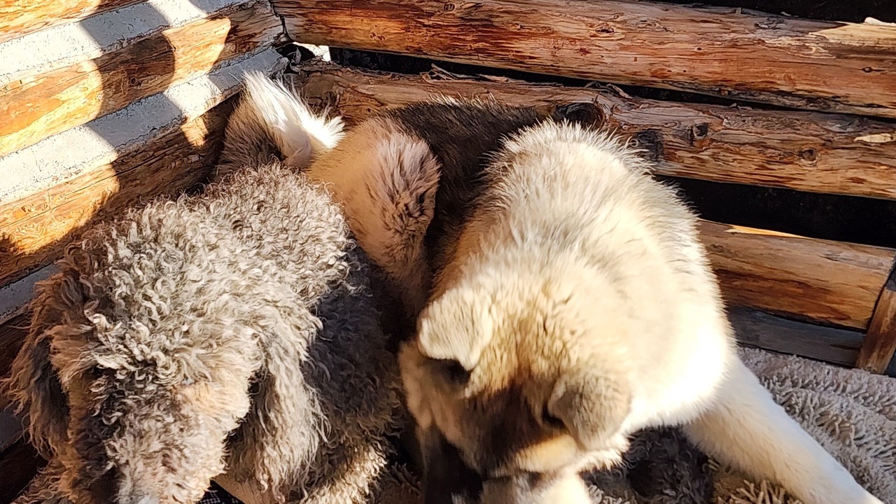 Photo of Others in Cody