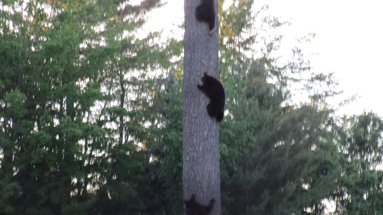 Photo of Outdoor in Grayling