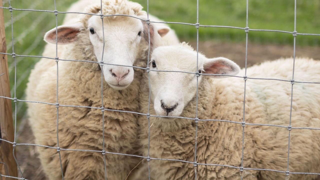 Photo of Others in Cheshire