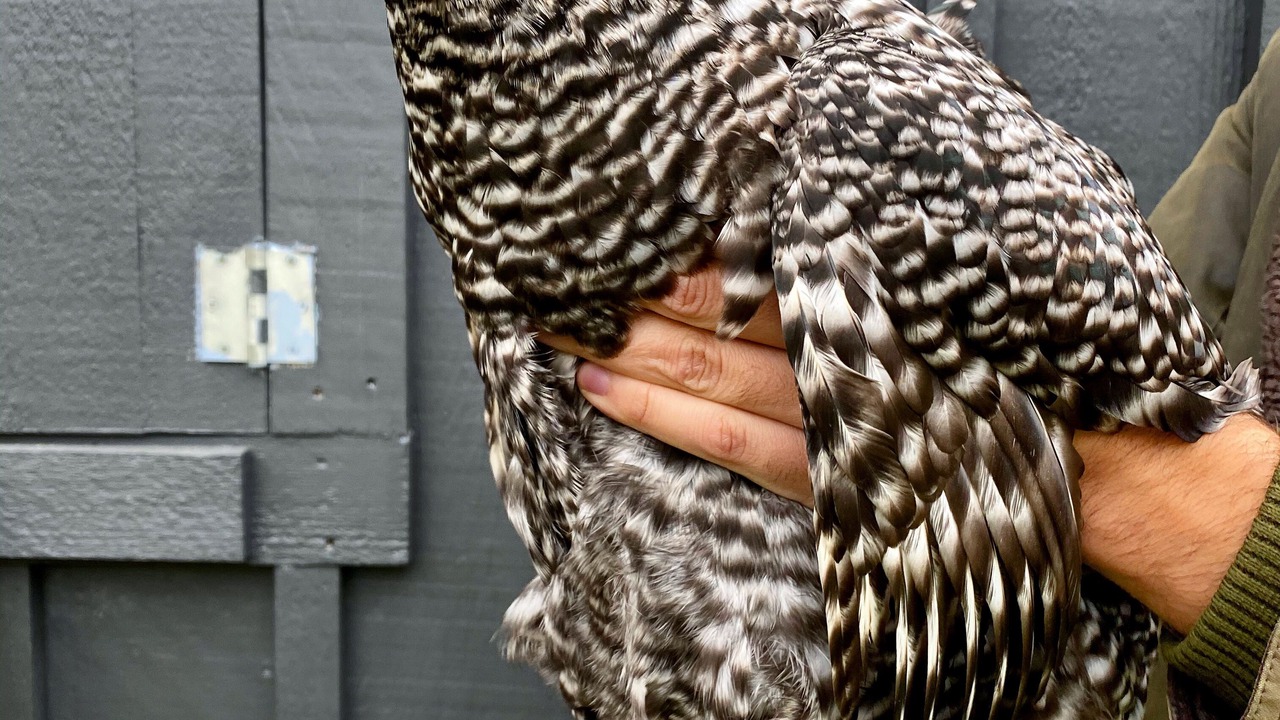 Photo of Others in Cheshire