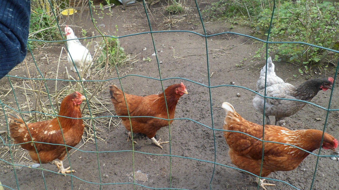 Photo of Others in Moncoutant