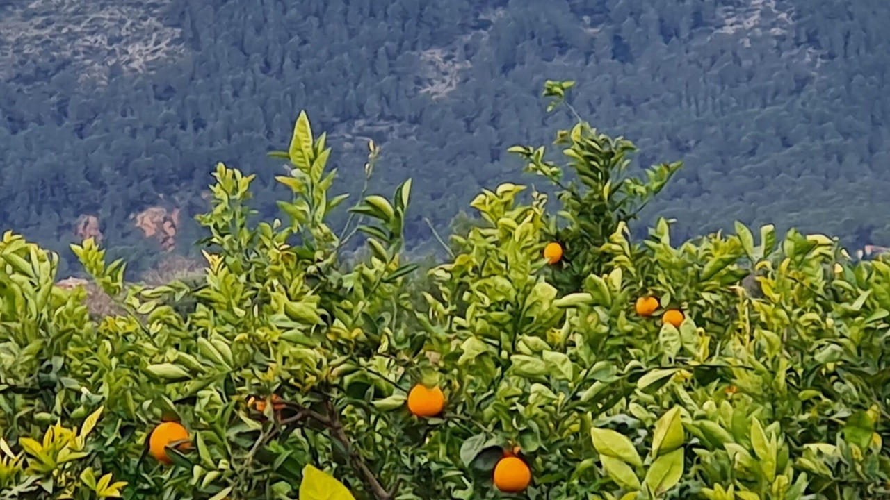 Photo of Others in Orba