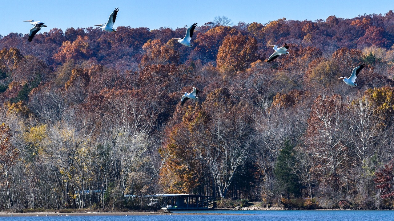Photo of Others in Camdenton