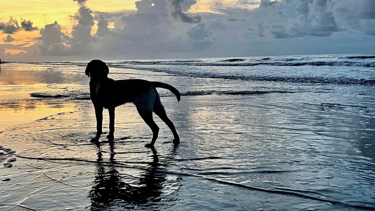 Photo of Others in Sea Pines