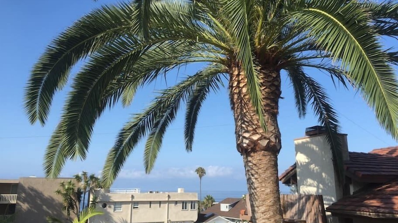 Photo of Others in Laguna Beach