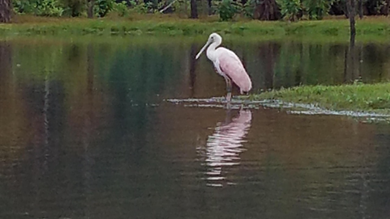 Photo of Others in South Toledo Bend