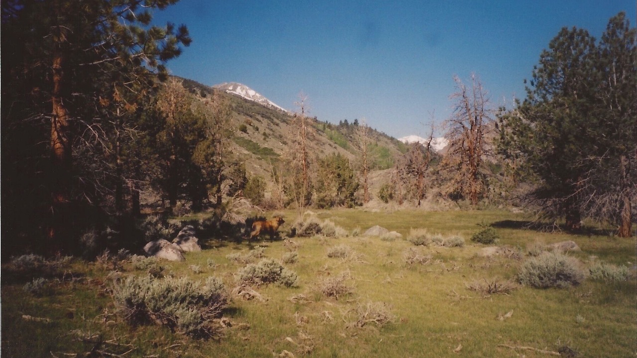 Photo of Others in Lee Vining