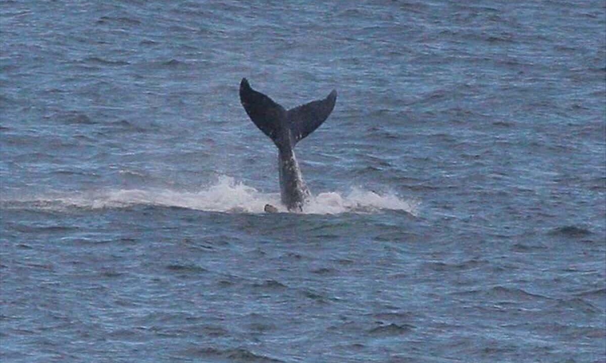 Photo of Others in Puako