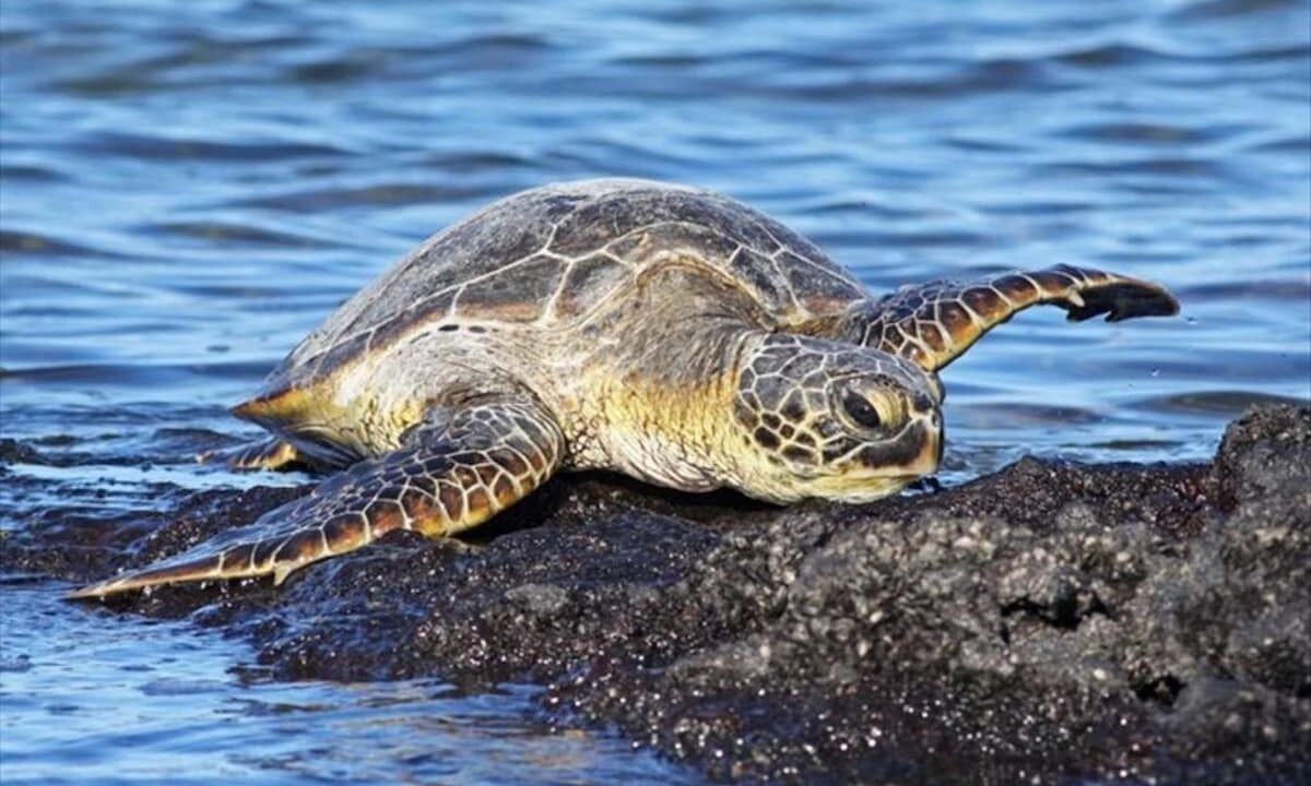 Photo of Others in Puako