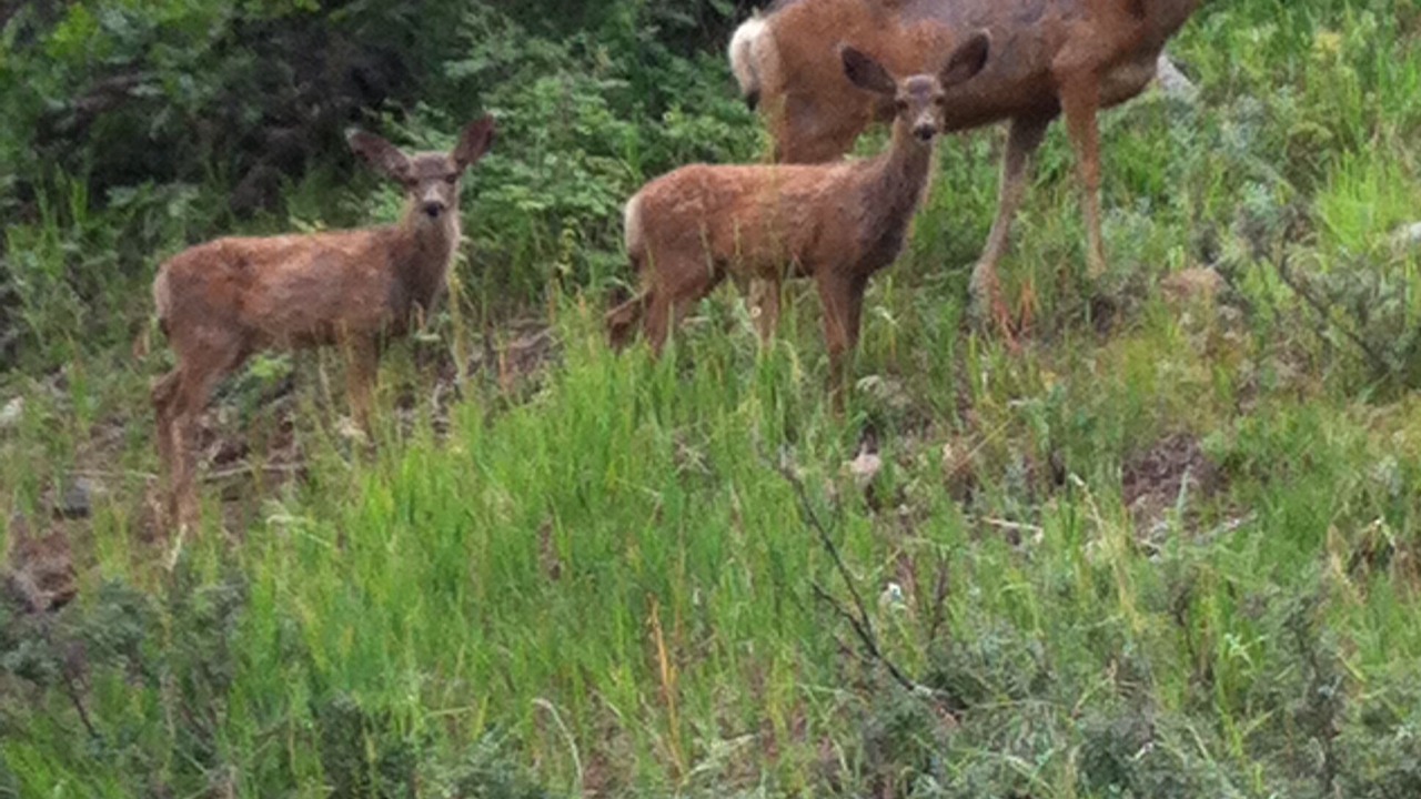 Photo of Others in Bayfield