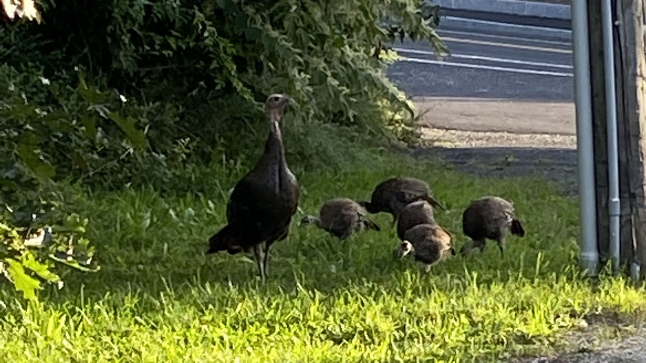 Photo of Outdoor in Provincetown