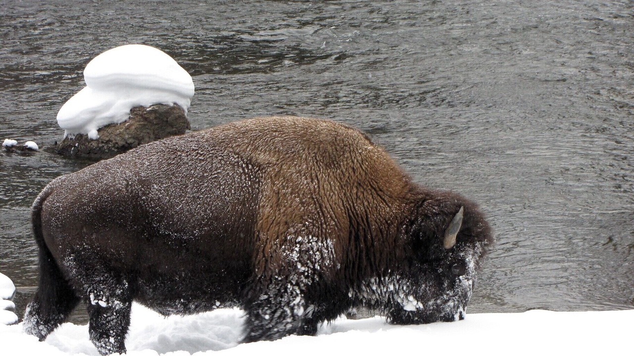 Photo of Others in West Yellowstone