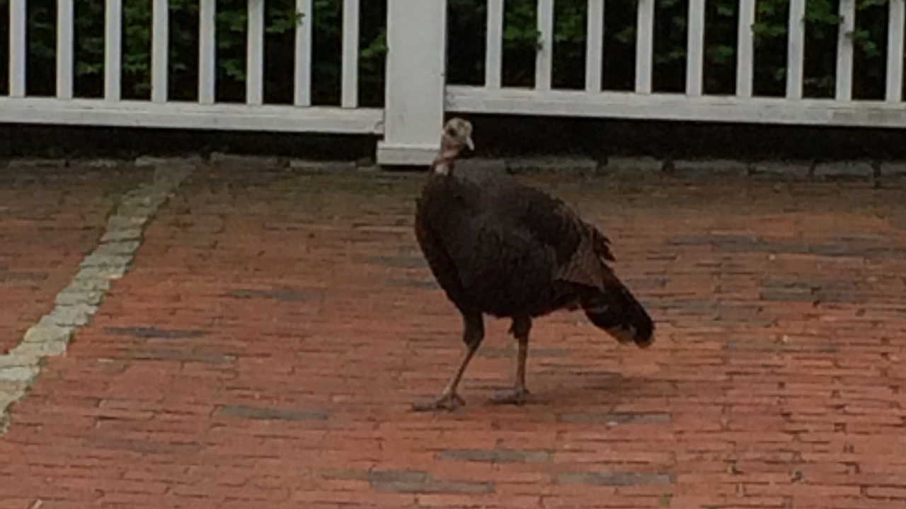 Photo of Others in Marblehead