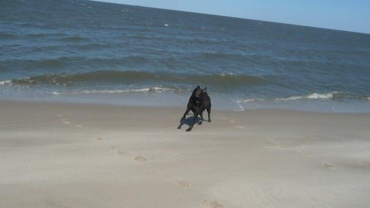 Photo of Others in Prime Hook Beach