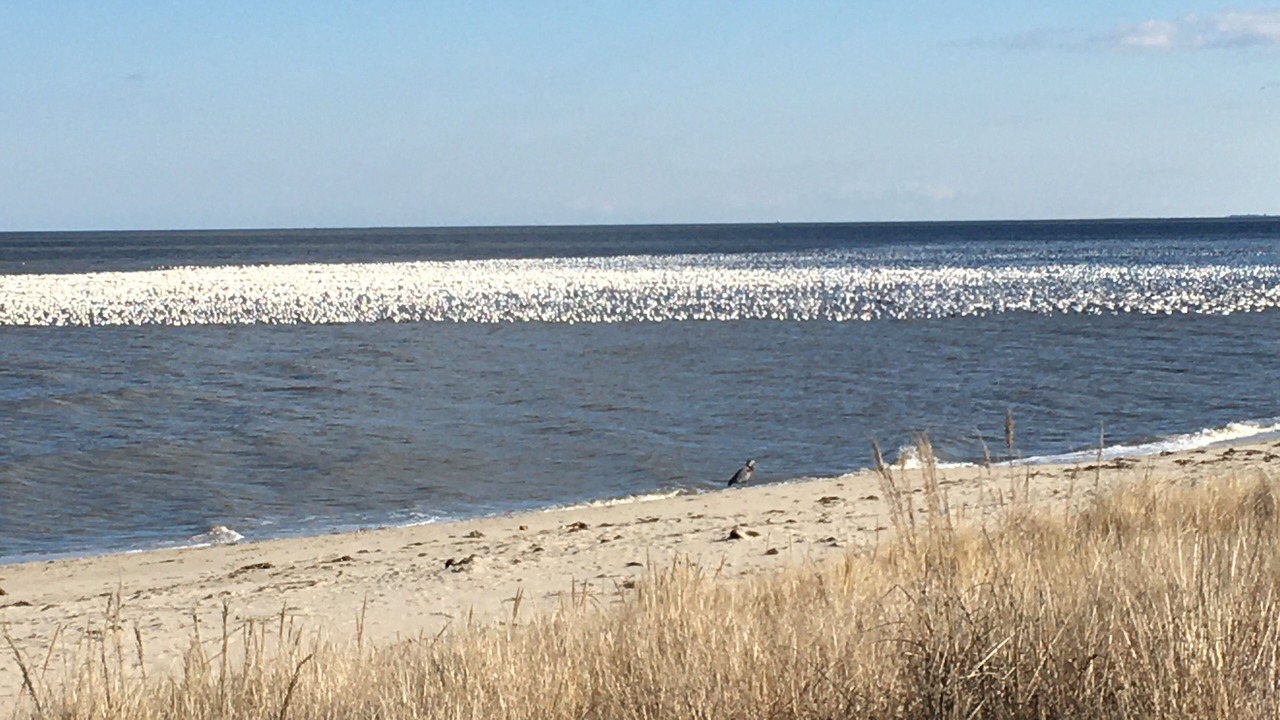 Photo of Others in Prime Hook Beach