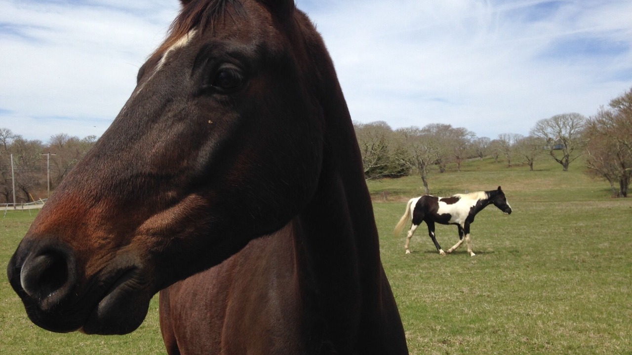 Photo of Others in Chilmark