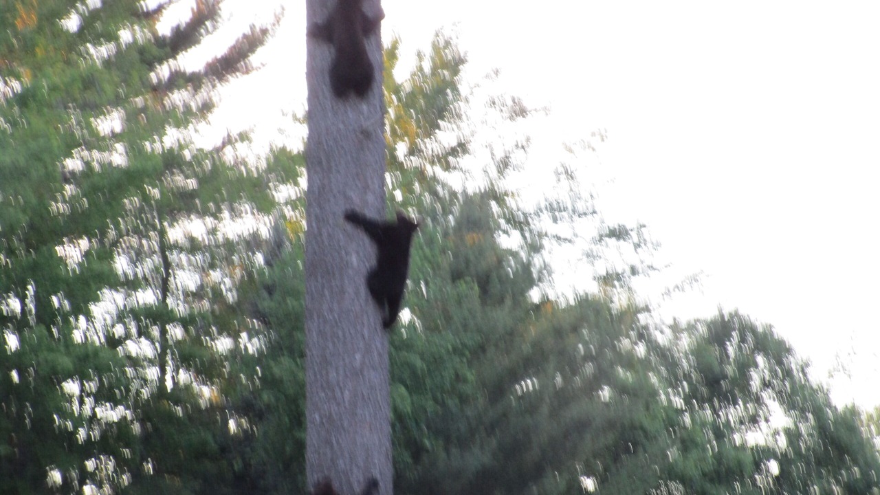 Photo of Outdoor in Grayling