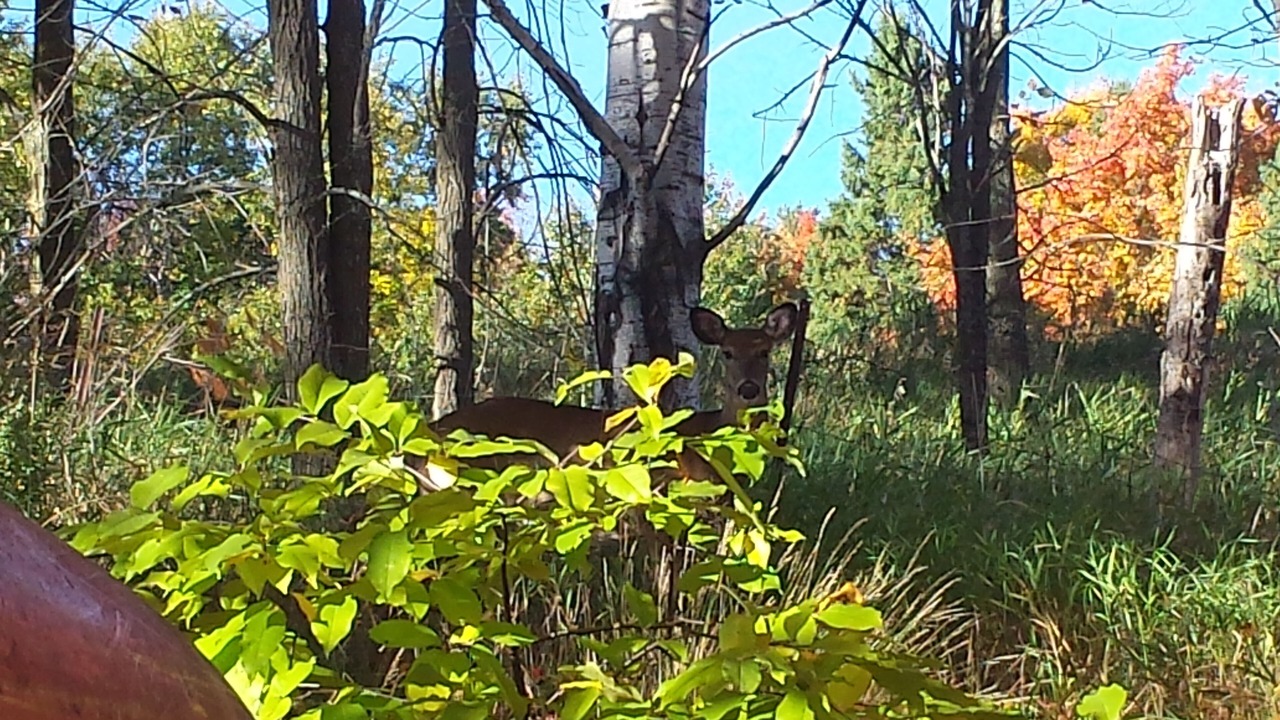 Photo of Outdoor in Huntsville
