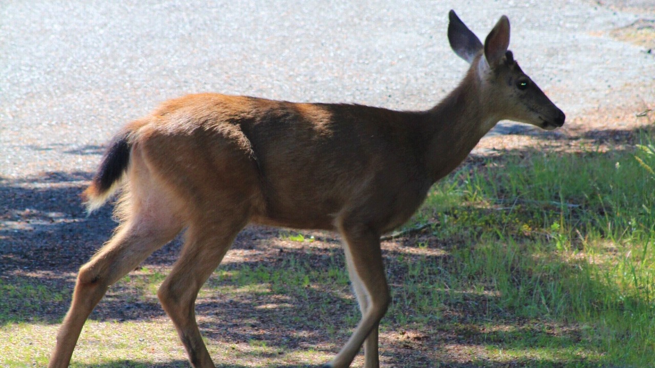 Photo of Others in Diamond Point