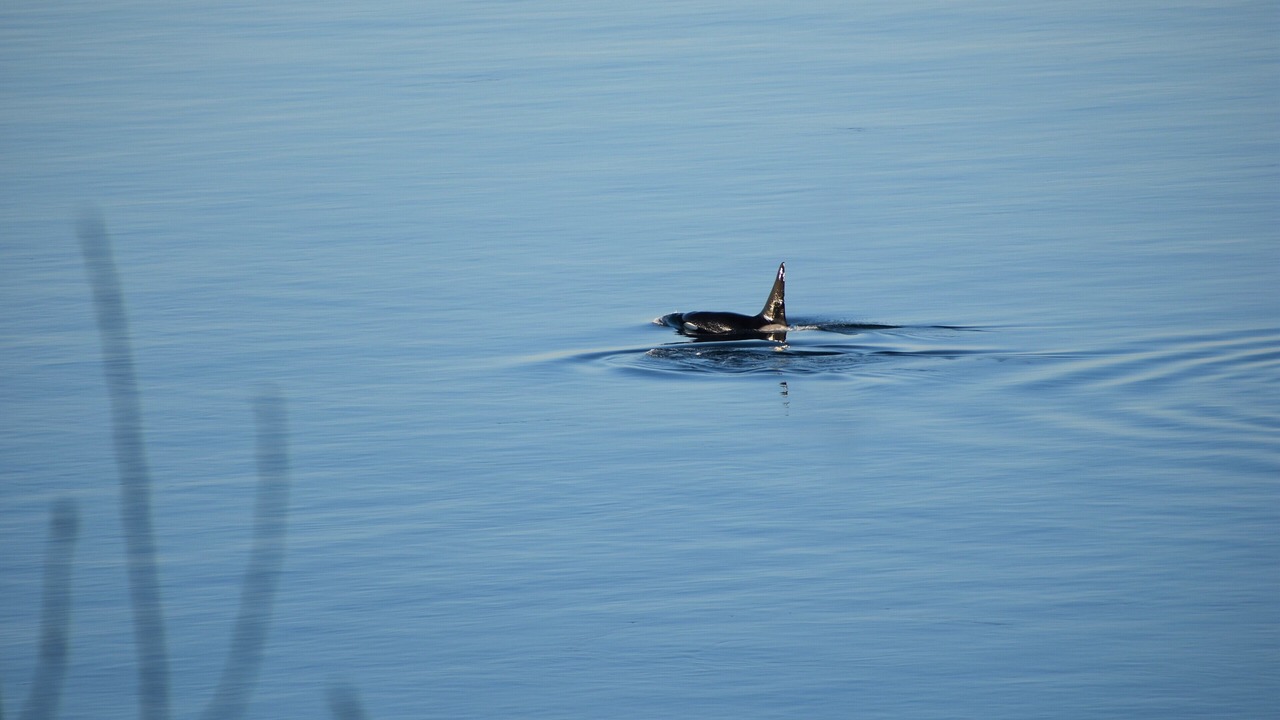 Photo of Others in Diamond Point