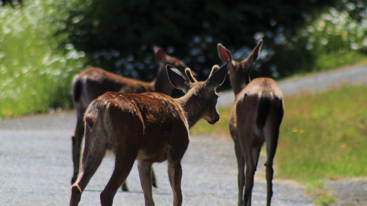 Photo of Others in Diamond Point