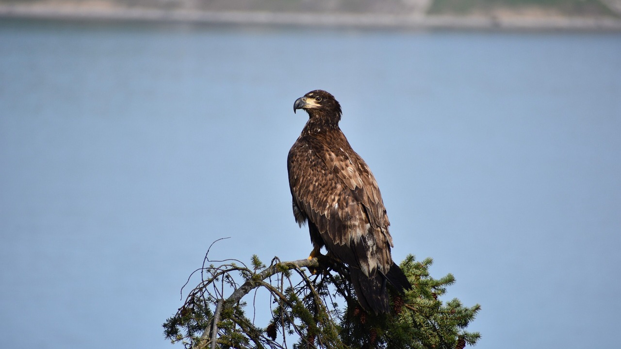Photo of Others in Diamond Point
