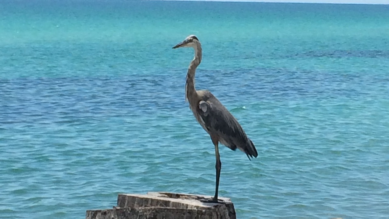 Photo of Others in Englewood