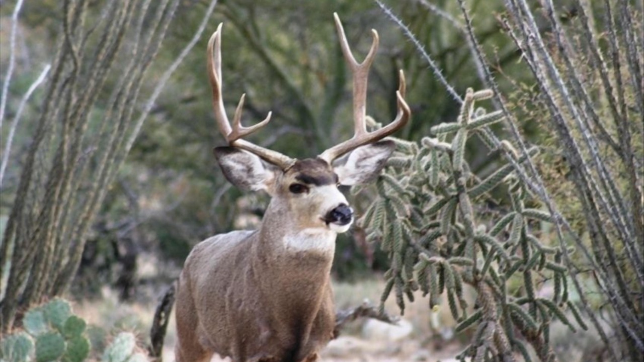 Photo of Others in Tucson