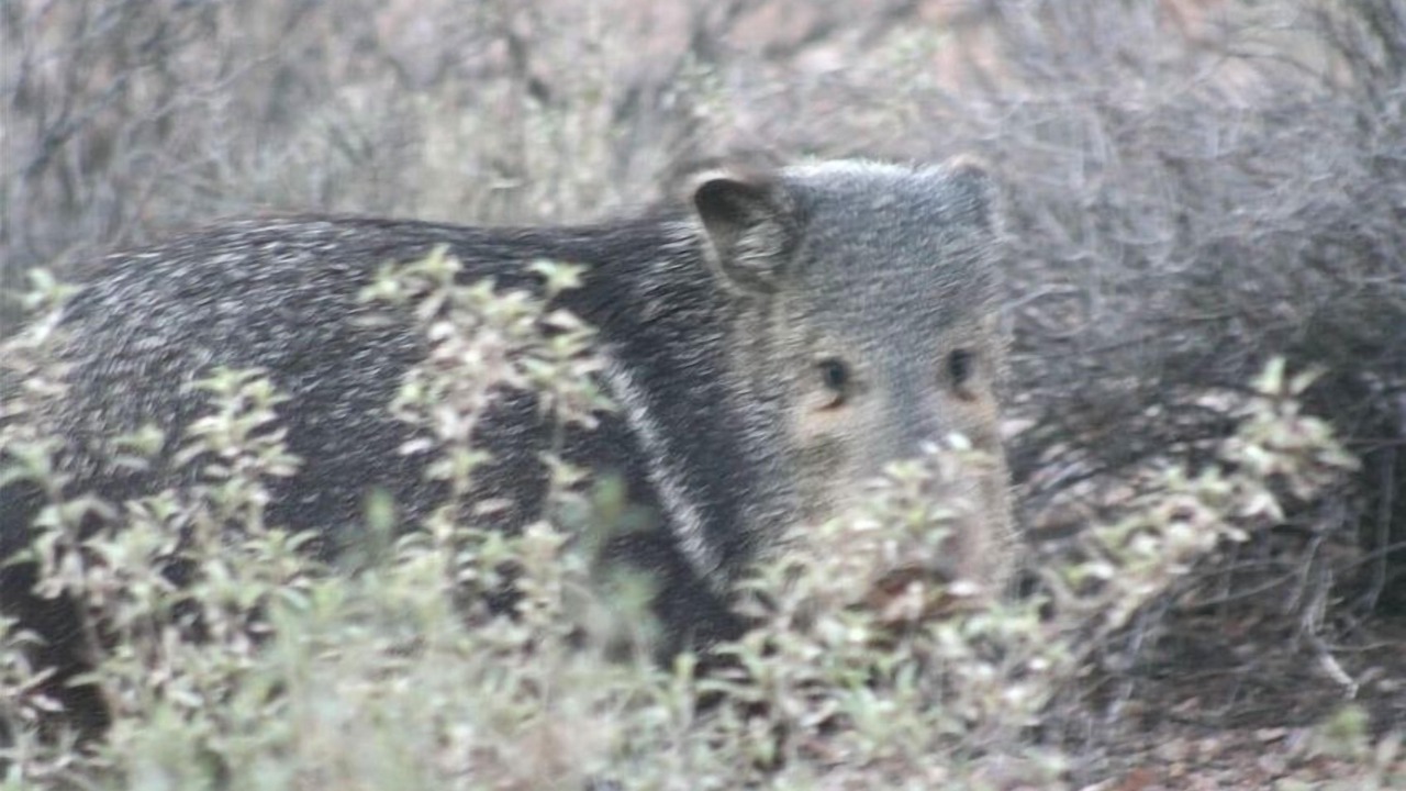 Photo of Others in Tucson