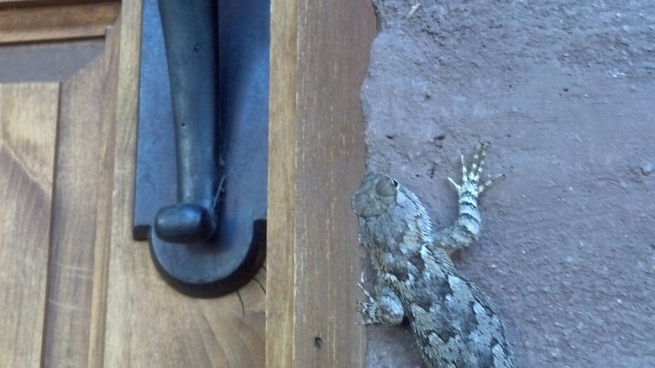 Photo of Others in Tucson