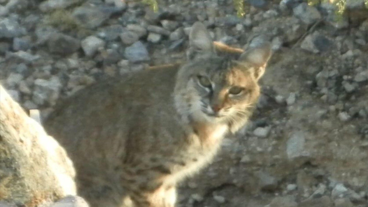 Photo of Others in Tucson