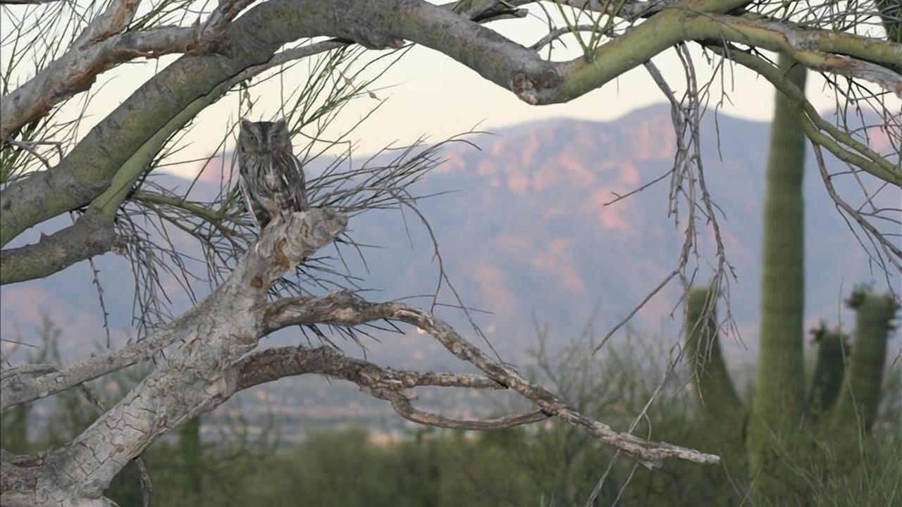 Photo of Others in Tucson