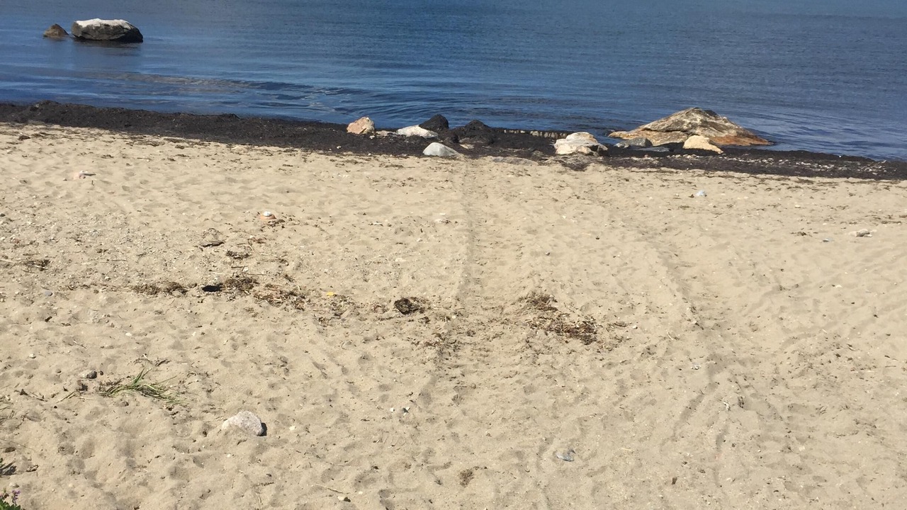 Photo of Others in Point Judith