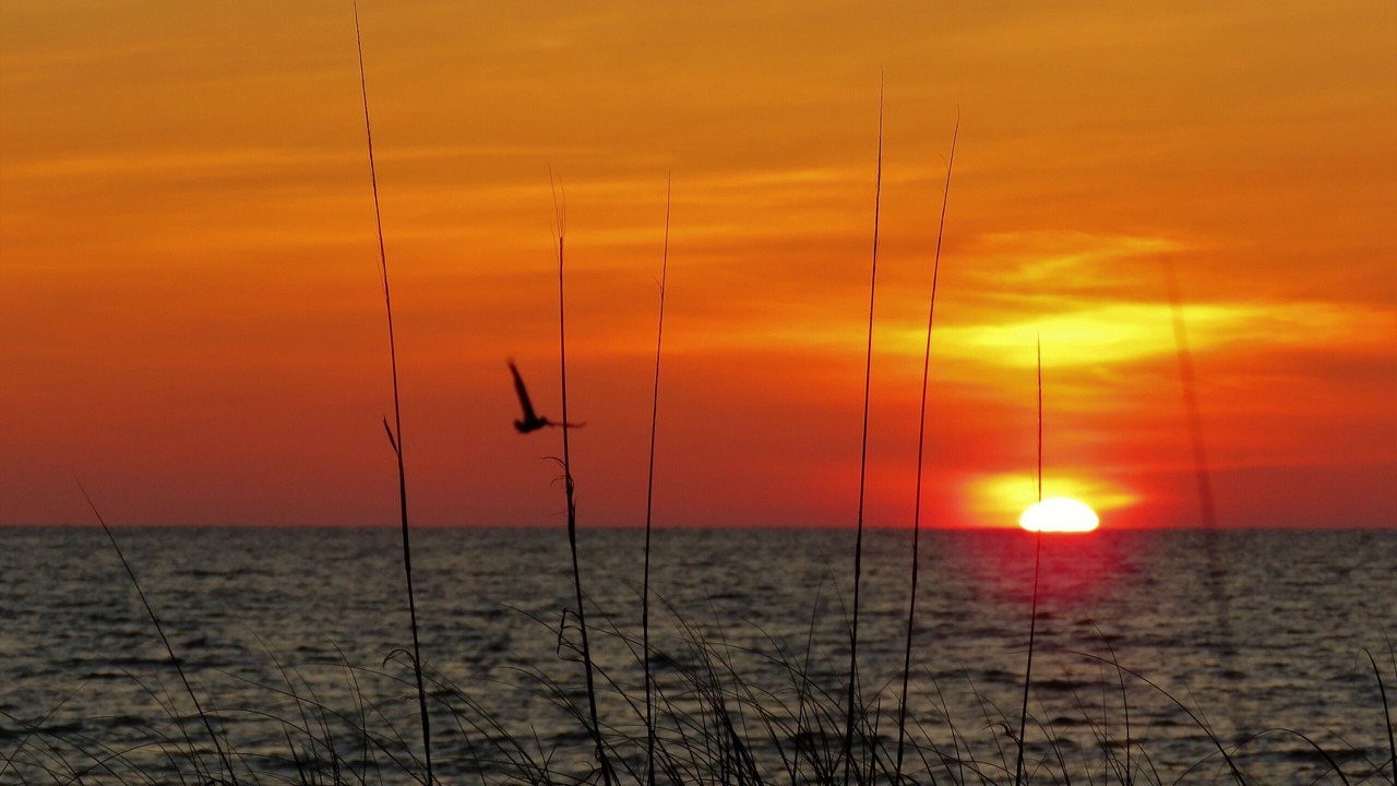 Photo of Others in Belleair Beach