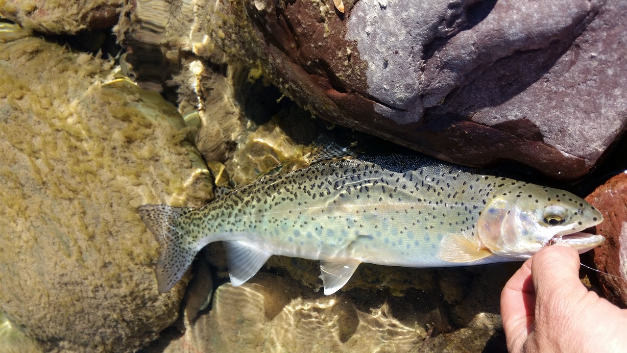 Photo of Others in West Glacier