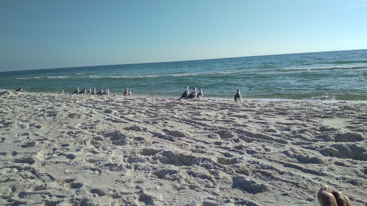 Photo of Others in Kiska Beach