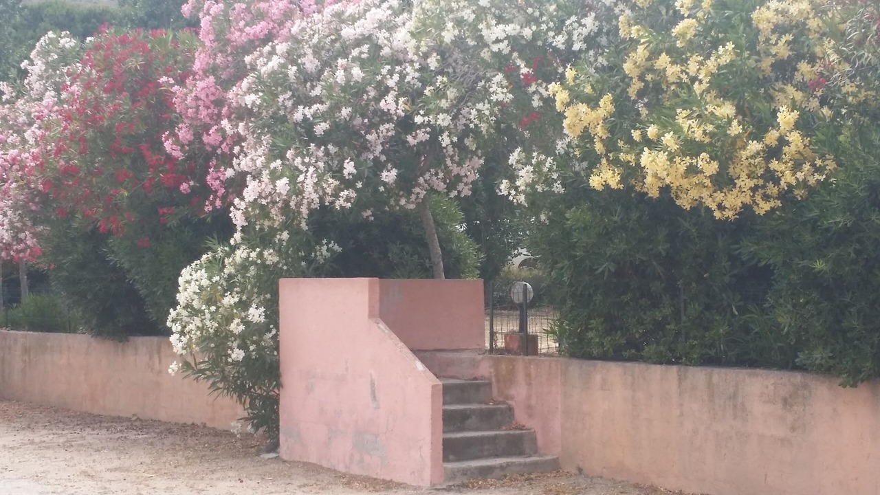 Photo of Outdoor in Calvi