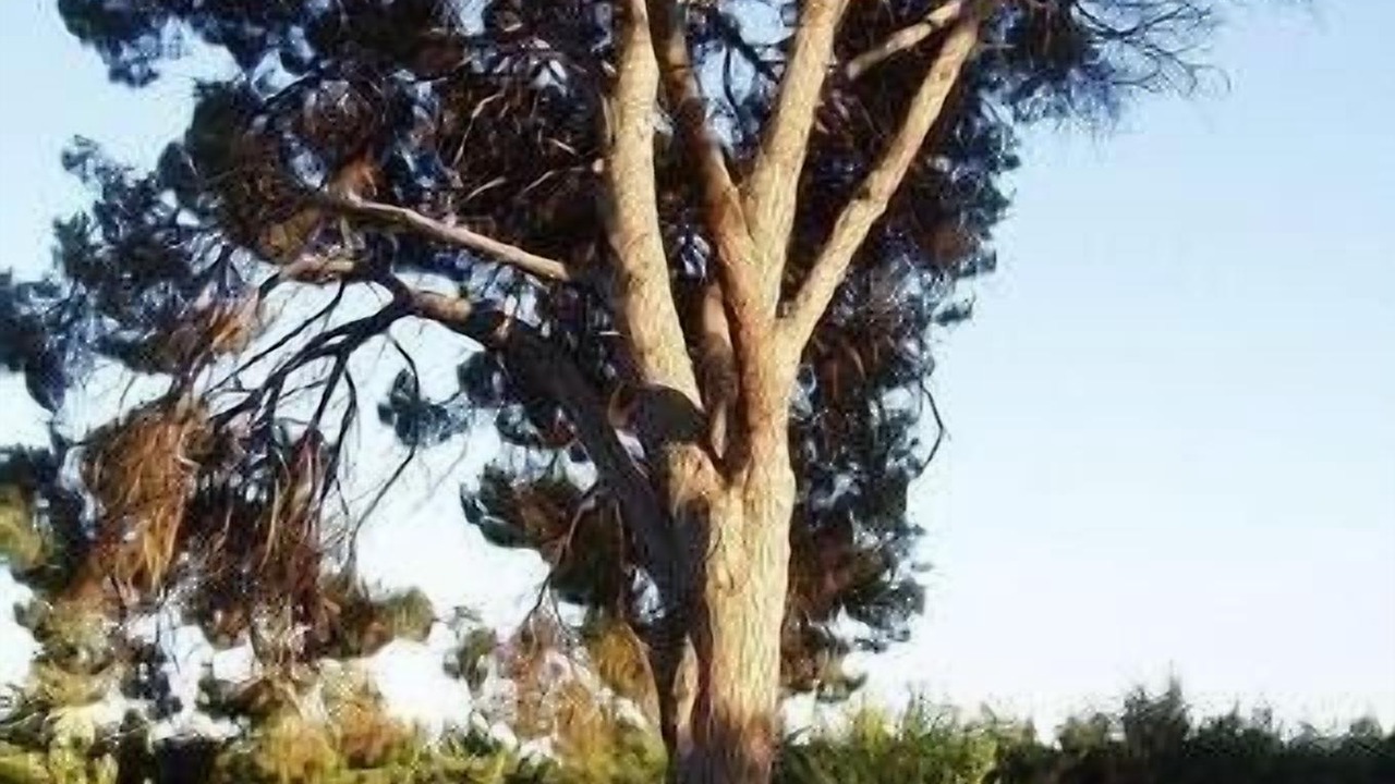 Photo of Outdoor in Thuir