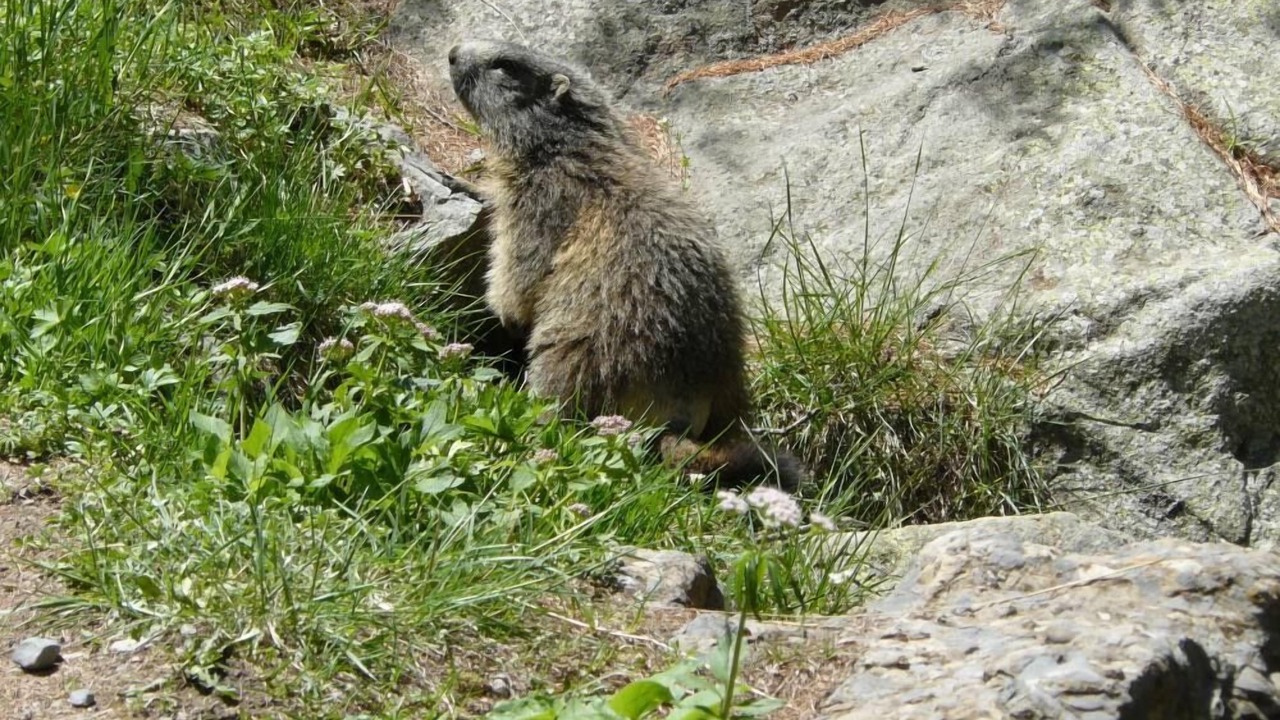 Photo of Others in Le Chaffaut-Saint-Jurson