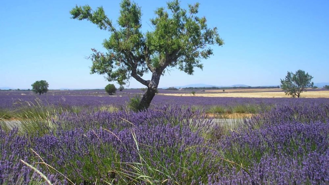 Photo of Others in Digne-les-Bains