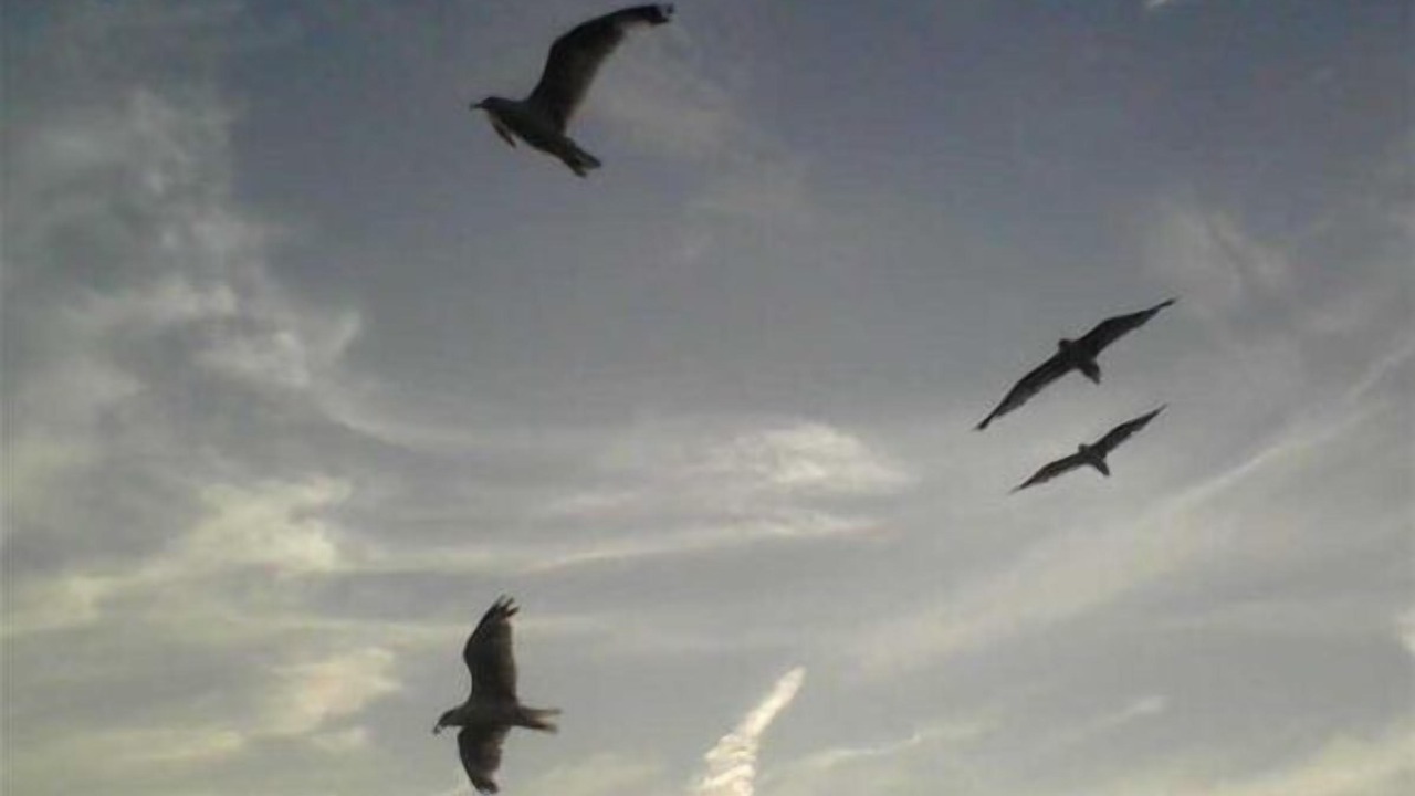 Photo of Others in Osage Beach