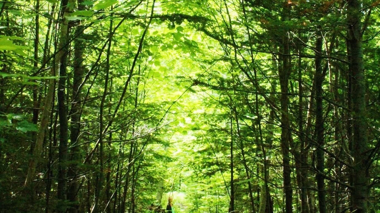 Photo of Others in Cape Dauphin