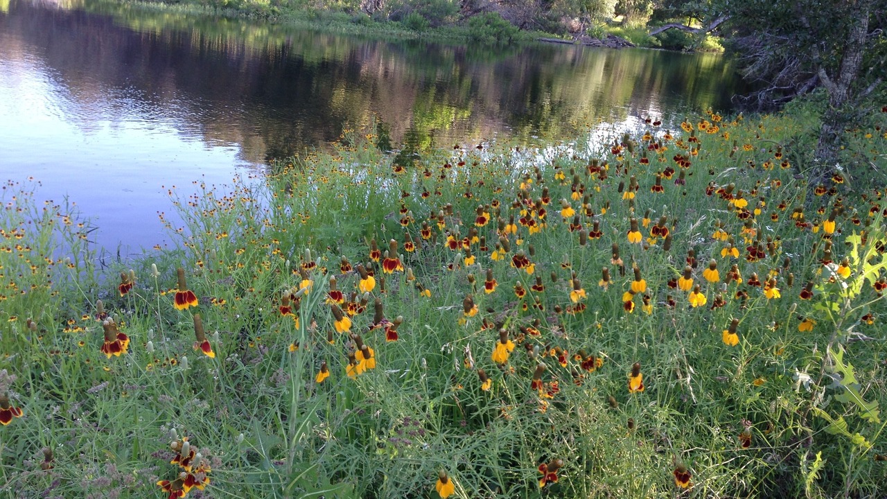 Photo of Others in Austin