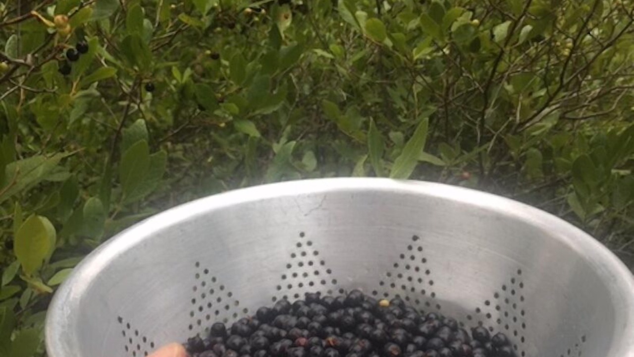 Photo of Others in Swans Island