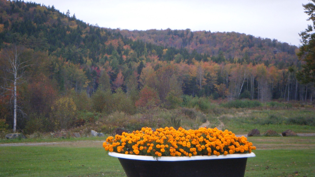 Photo of Outdoor in Lincolnville