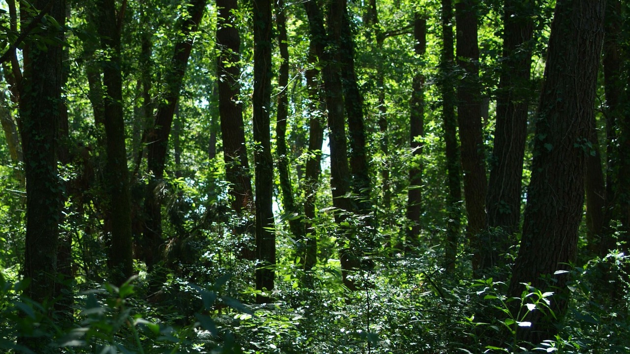 Photo of Outdoor in Arjuzanx