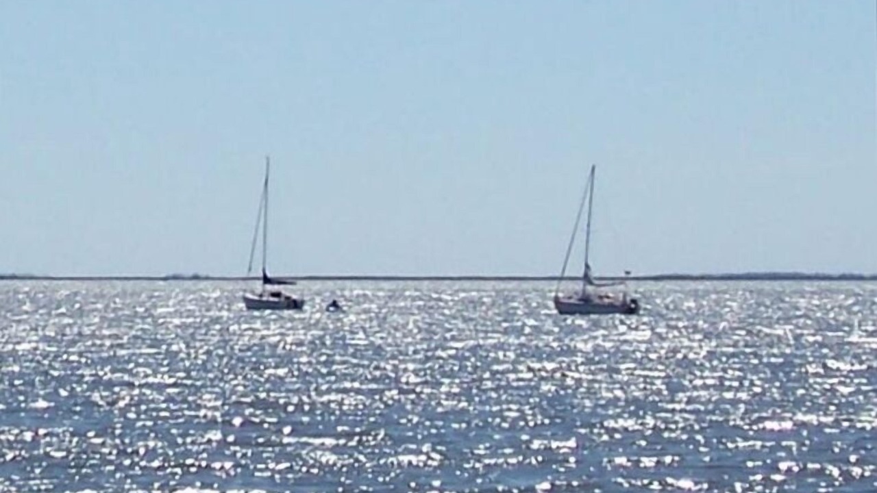 Photo of Others in Bivalve