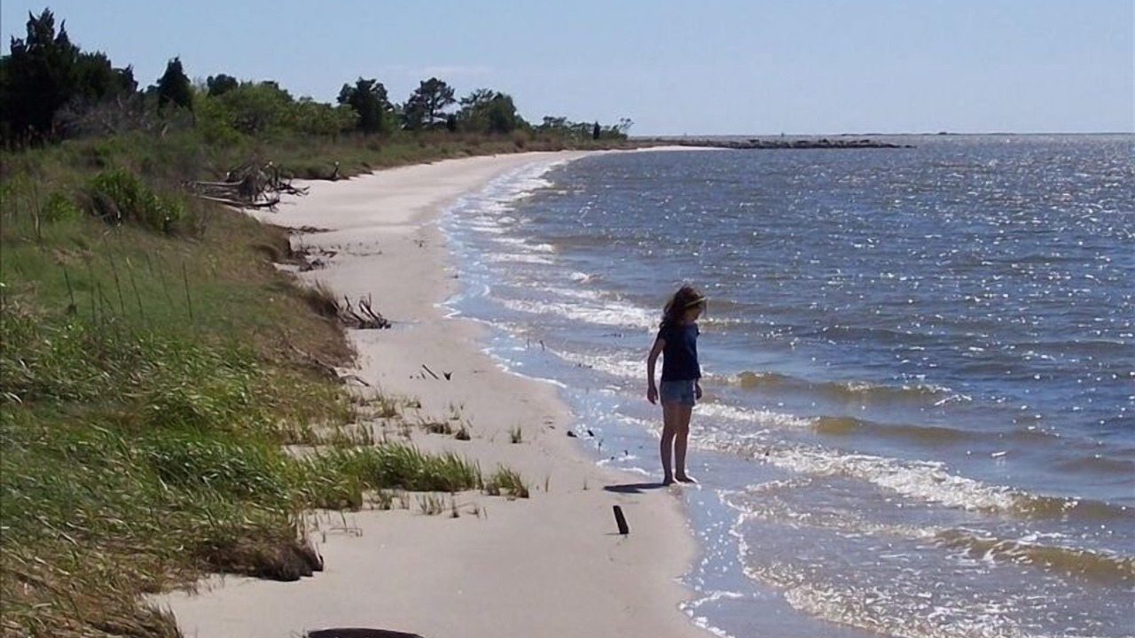 Photo of Others in Bivalve